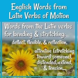Picture of sunflowers with text: Words from the Latin roots for bending & stretching: deflect, flexible, & reflection, attentive (stretching toward someone), distended, extend, & tension...